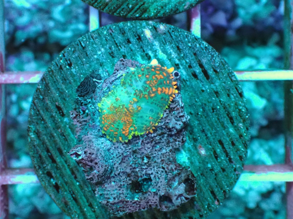 画像1: No.111 Rhodactis -Fire Ring- ディスクsp (1)