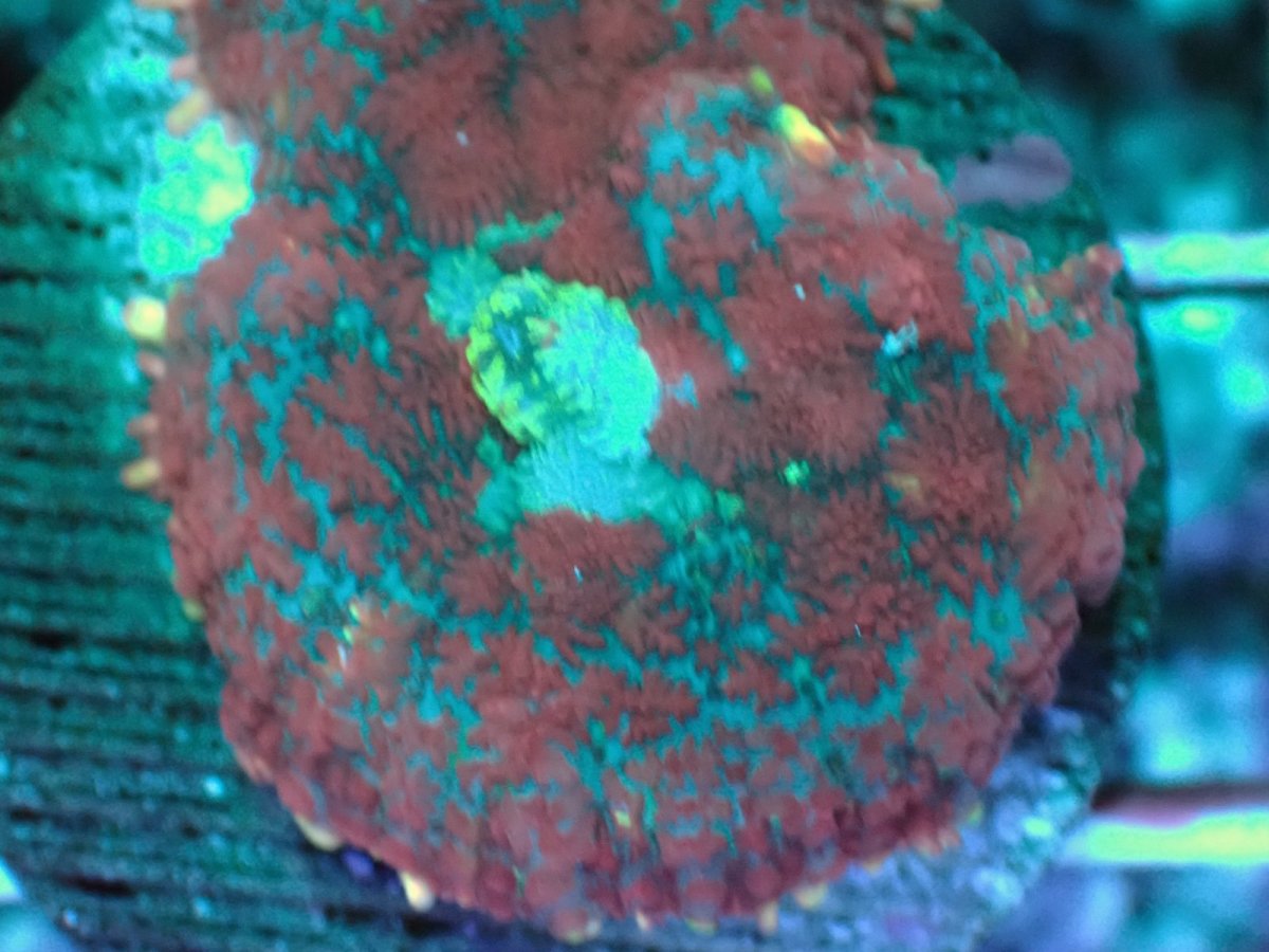 画像2: No.117 Rhodactis -Cosmic Eye- ディスクsp (2)