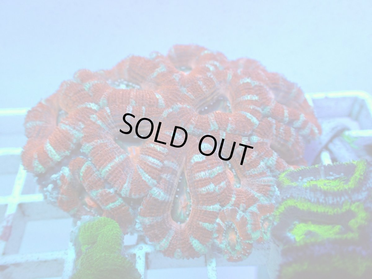 画像1: No.84 オーストラリア産 カクオオトゲキクメイシ インフェルノ・ラビリンス (1)