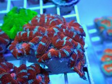 画像1: No.85 オーストラリア産 カクオオトゲキクメイシ インフェルノ・ラビリンス (1)