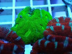 画像2: No.92 オーストラリア産 カクオオトゲキクメイシ キメラ・ヴェール (2)
