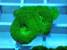 画像1: No.93 オーストラリア産 カクオオトゲキクメイシ キメラ・ヴェール (1)