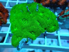 画像1: No.95 オーストラリア産 カクオオトゲキクメイシ キメラ・ヴェール (1)