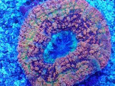 画像2: No.5 ハナガタサンゴ　ツートン (2)