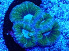 画像1: No.5 Acan maxima (Acanthastrea) (1)