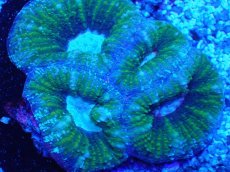 画像2: No.5 Acan maxima (Acanthastrea) (2)