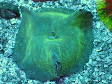 画像1: No.1 ブルーディスク　一枚もの (1)