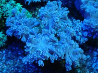 No.2 バブルディスクを買うならアクアスタイルユー 大阪のサンゴ