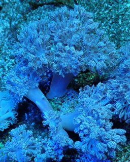 パクパクウミアザミとマメスナサンゴ 。ラスタ 約60ポリプ パクパクウミアザミとマメスナサンゴ 。ラスタ 約60ポリプ ①