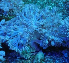 画像1: No.5　フィジー産　チガイウミアザミ　パクパク (1)