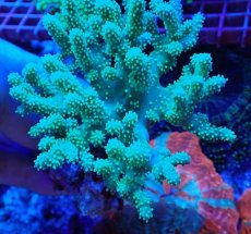 画像3: No.1 沖縄産　ナグラカタトサカ　グリーン　１個体 (3)