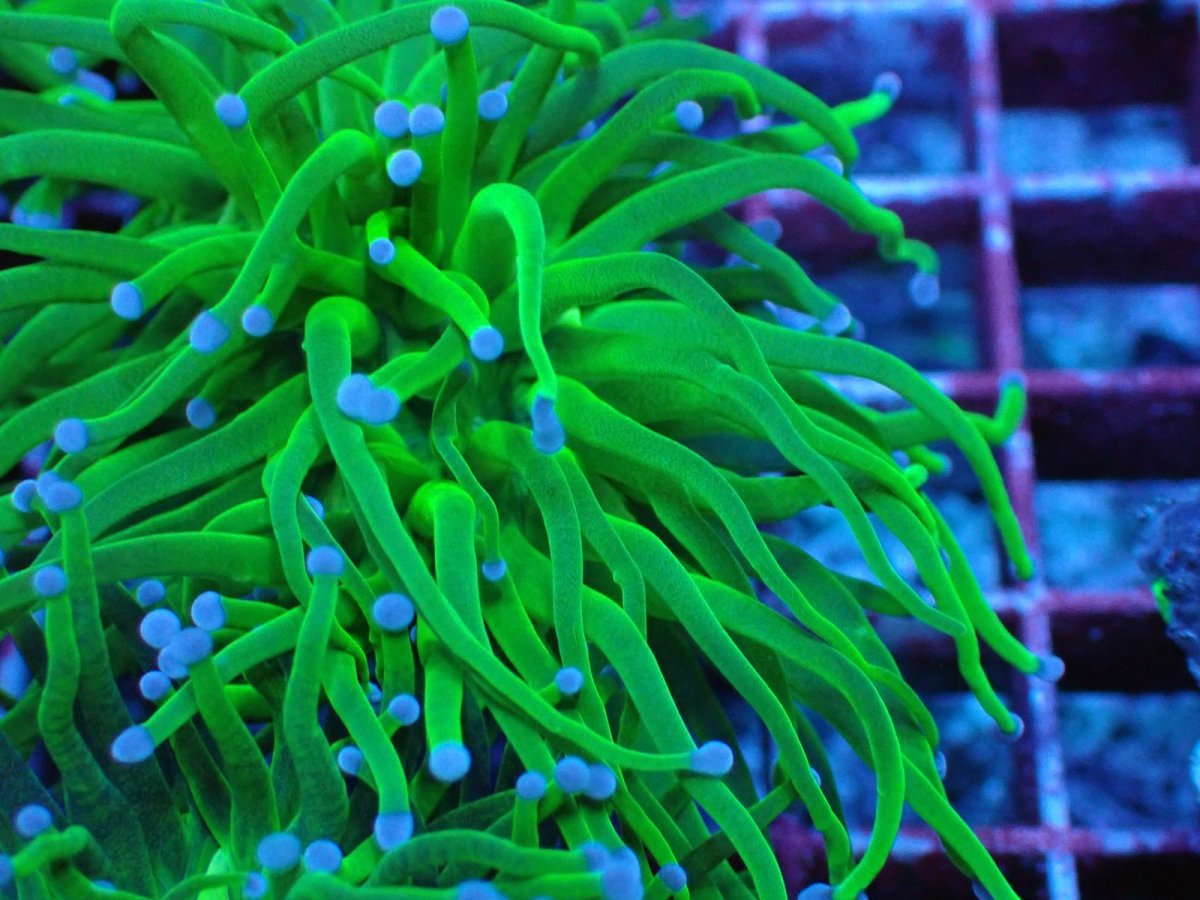 画像2: No.４０ インドネシア産 グリーントーチ エメラルド・フラッシュ (2)