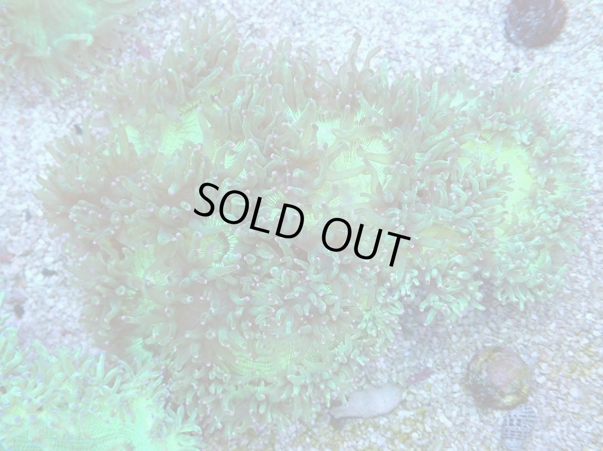 画像1: No.3 トランペットコーラル　ピンクチップ　Lサイズ (1)