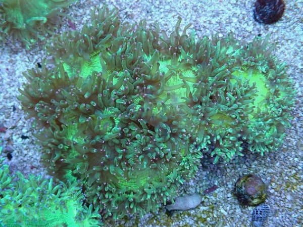 No.3 トランペットコーラル ピンクチップ Lサイズを買うならアクア