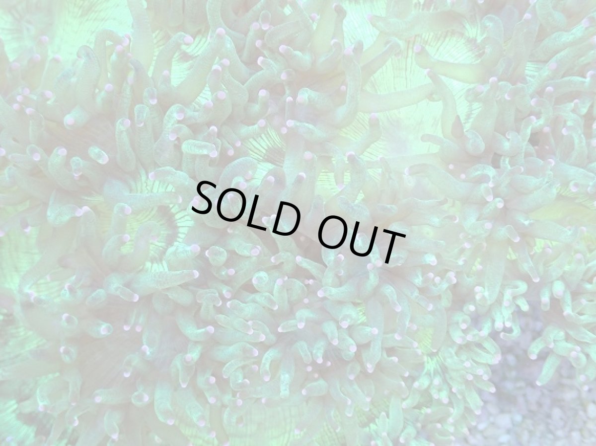 画像2: No.3 トランペットコーラル　ピンクチップ　Lサイズ (2)