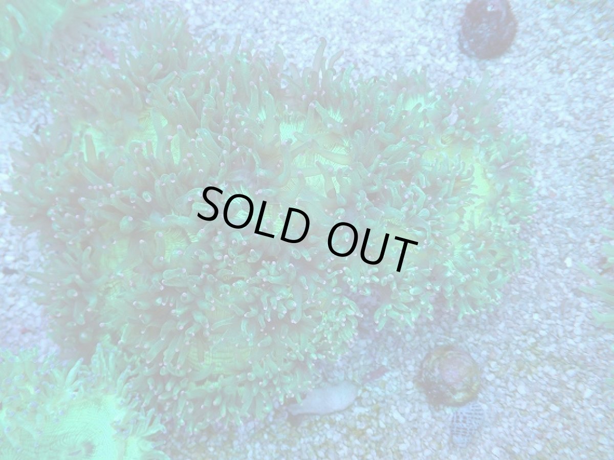 画像3: No.3 トランペットコーラル　ピンクチップ　Lサイズ (3)