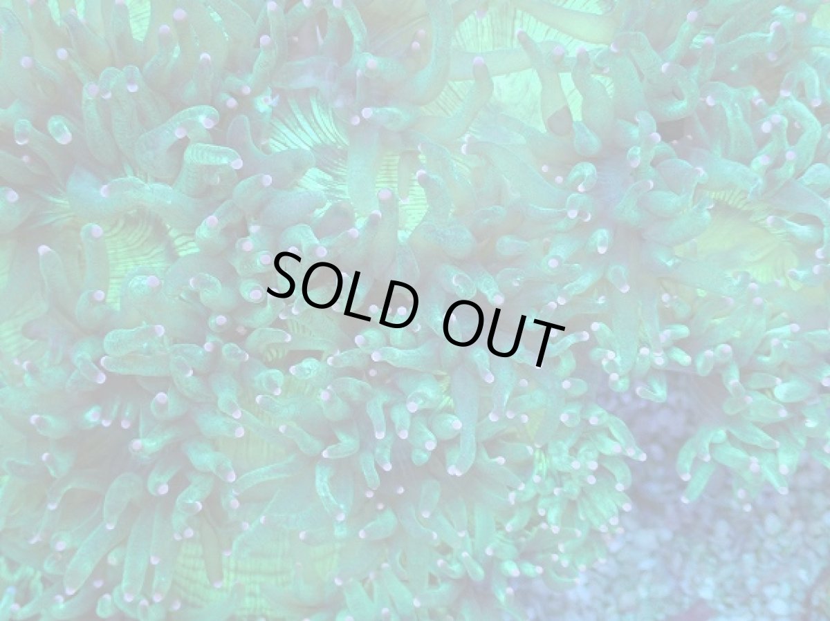 画像4: No.3 トランペットコーラル　ピンクチップ　Lサイズ (4)