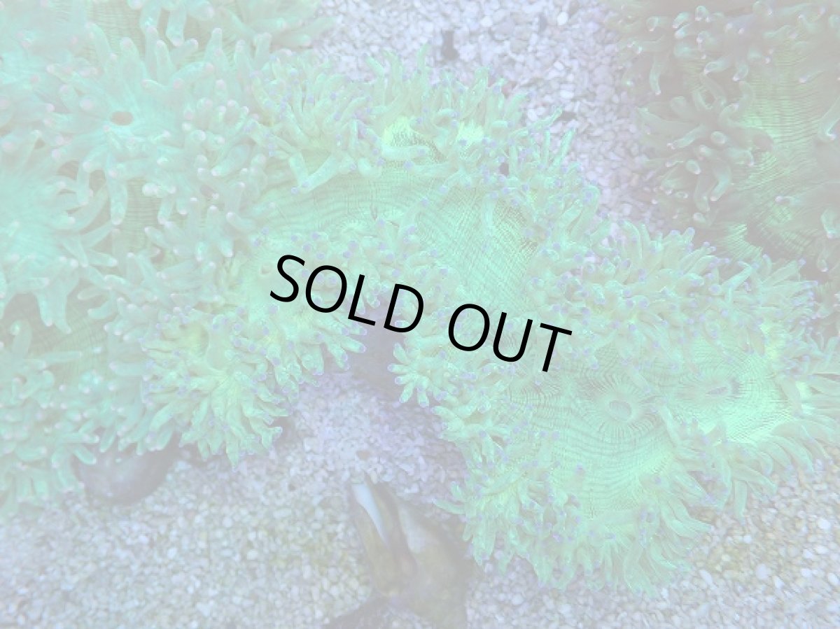 画像1: No.5 トランペットコーラル　ブルーチップ　MLサイズ (1)