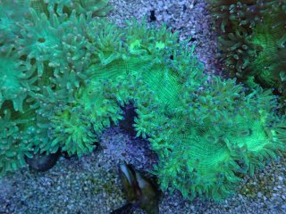 No.7 ライブロック 二個セット 海藻など付き 約1.6kg 【人気No