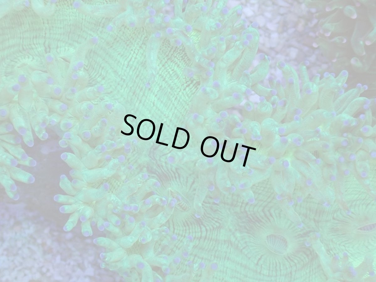 画像2: No.5 トランペットコーラル　ブルーチップ　MLサイズ (2)