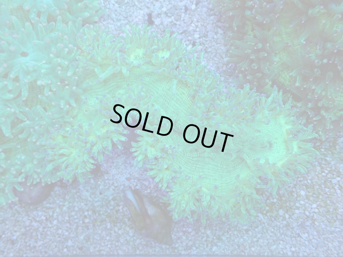 画像3: No.5 トランペットコーラル　ブルーチップ　MLサイズ (3)