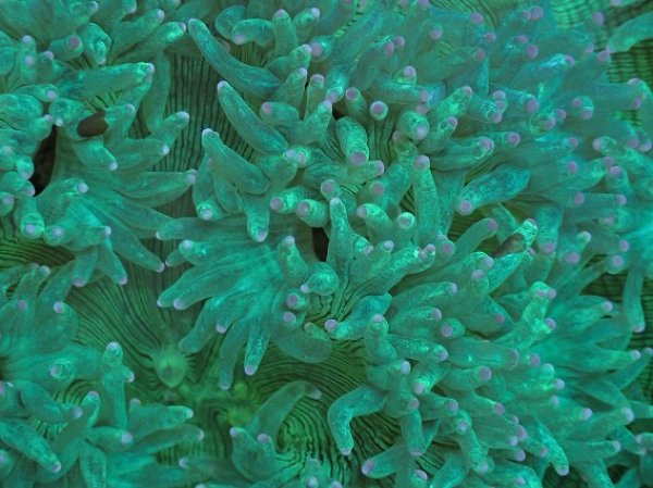 No.7 トランペットコーラル ピンクチップ Lサイズを買うならアクア