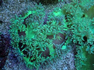 No.7 トランペットコーラル ピンクチップ Lサイズを買うならアクア