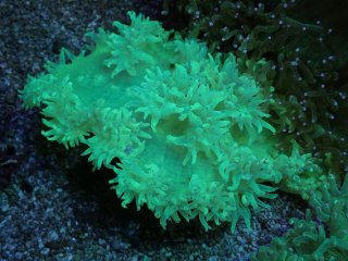 No.7 オーストラリア産 オオバナサンゴ ブルーグリーンを買うなら