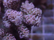 画像2: No.152 ウスエダミドリイシ ピンク (2)