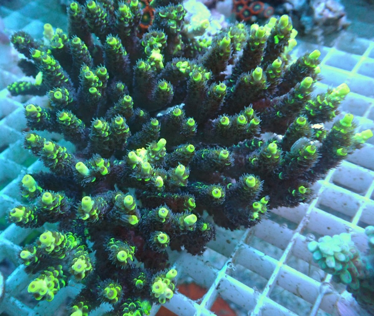 画像1: No.155 バーミキュラータ (1)