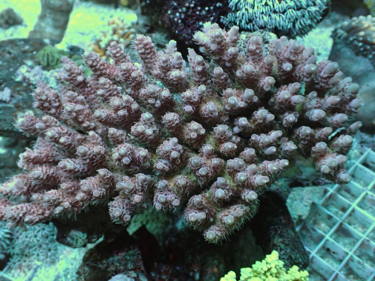 画像1: No.157 オーストラリア産  Acropora anthocercis (1)