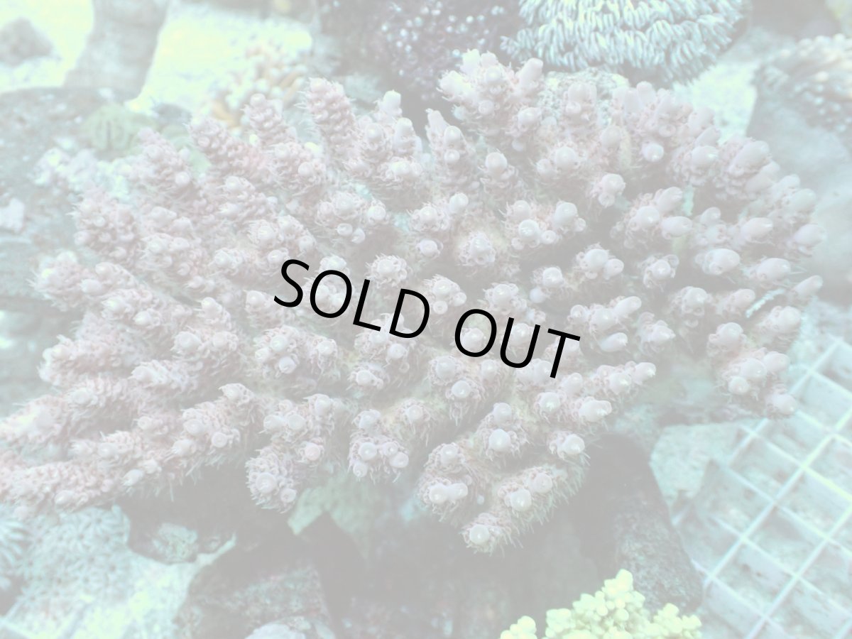 画像1: No.157 オーストラリア産  Acropora anthocercis (1)