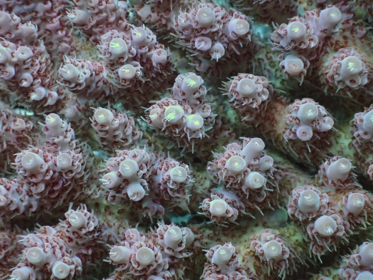 画像2: No.157 オーストラリア産  Acropora anthocercis (2)