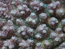 画像2: No.157 オーストラリア産  Acropora anthocercis (2)