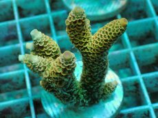 画像1: No.162 ハイマツミドリイシ (1)