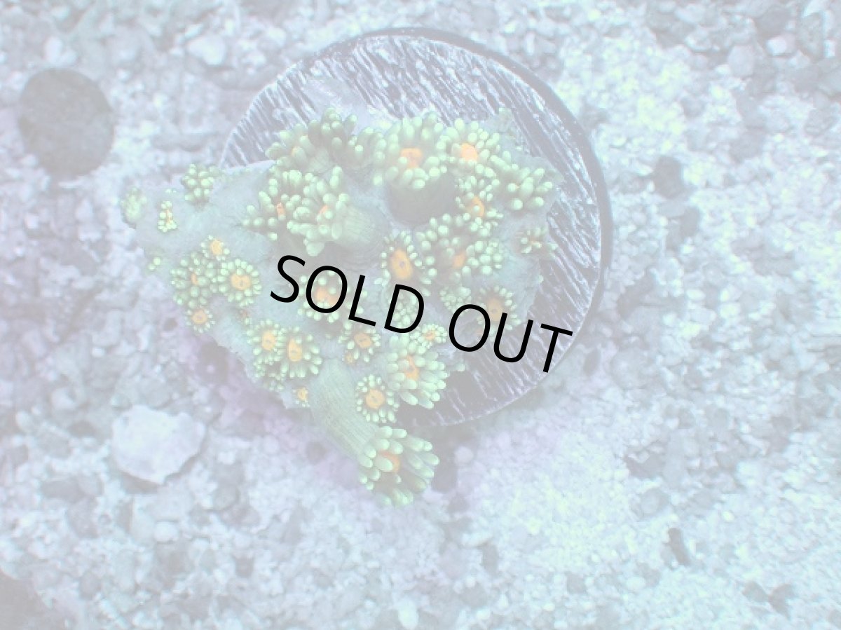 画像1: No.2 ハナガササンゴ オレンジアイ (1)