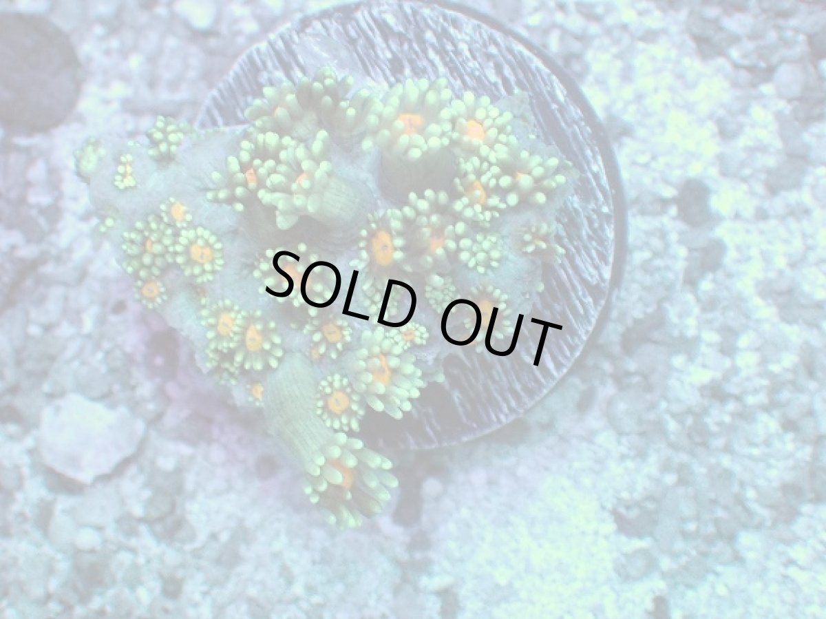 画像2: No.2 ハナガササンゴ オレンジアイ (2)