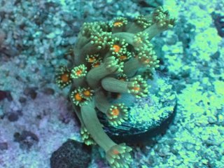 No.6 ハナガササンゴ オレンジアイを買うならアクアスタイルユー 大阪