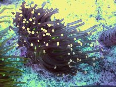 画像1: No.8 フラワーコーラル ジョーカー ブラック (1)