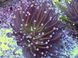 AQUA Coral出品ページ AQUA Coral出品ページ sddefault.jpg