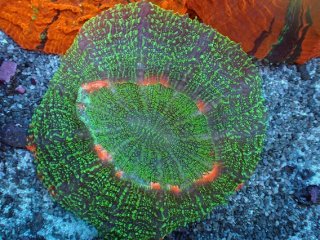 オオバナサンゴ　スーパーメタリックグリーンマルチ とっても綺麗でカラフルなオオバナマルチ入荷 | コーラルラボ