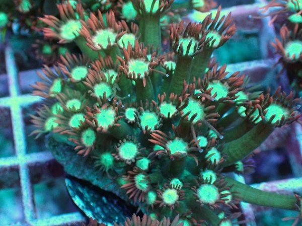 ハナガササンゴ レッド No.20 ハナガササンゴ レッドを買うならアクアスタイルユー 大阪