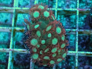 ハナガササンゴ レッド ハナガササンゴレッド ハナガササンゴ Red IDN No.1 - 海水魚