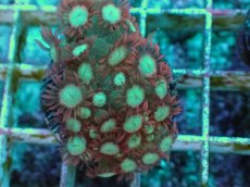 画像2: No.26 ハナガササンゴ レッドチップ (2)