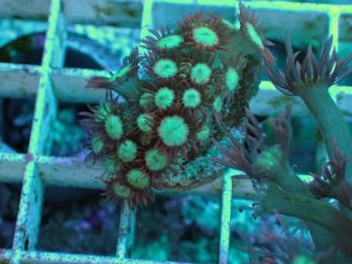 ナガレハナサンゴ　茎メタリックグリーントップクリア系 サンゴ】【通販】ナガレハナサンゴ(Metallic Green Stem)SM