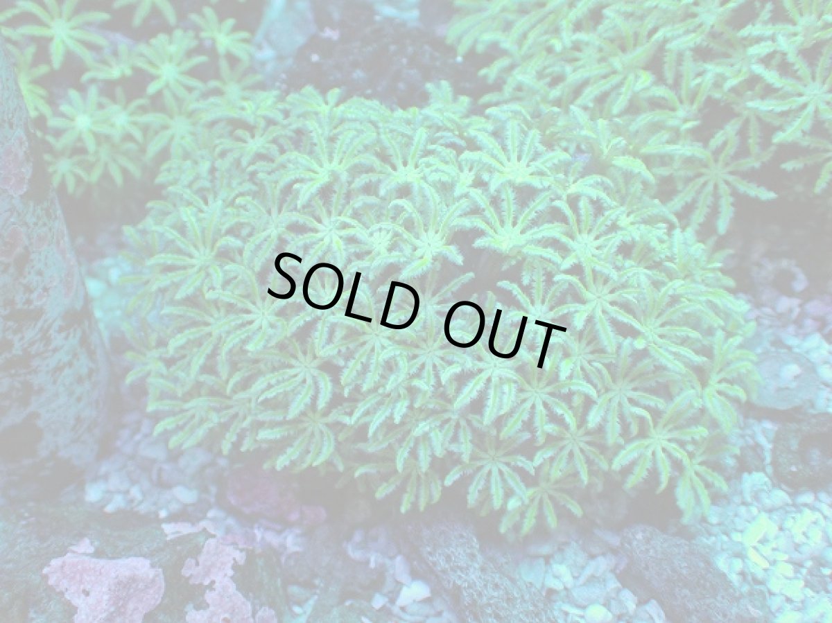 画像1: No.1 フィジー産 クダサンゴ　グリーン (1)