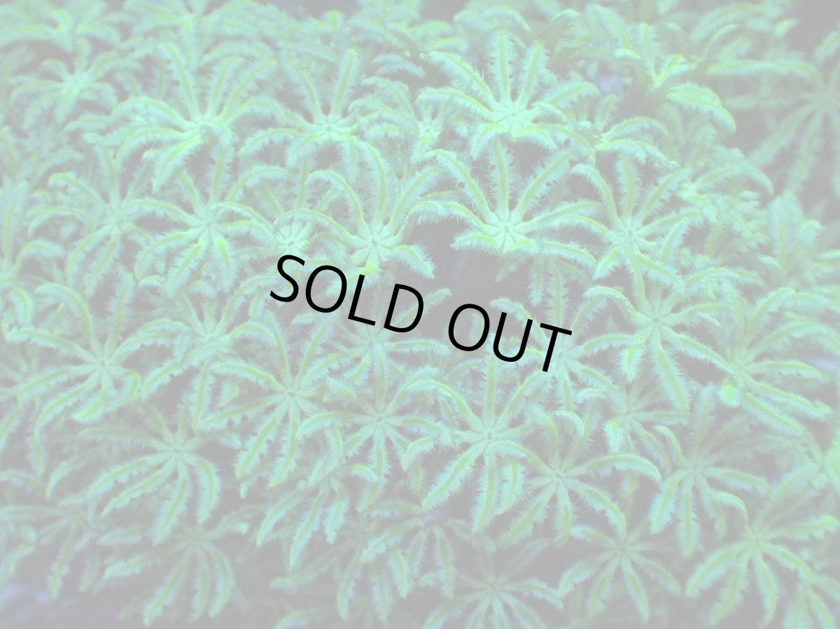 画像2: No.1 フィジー産 クダサンゴ　グリーン (2)