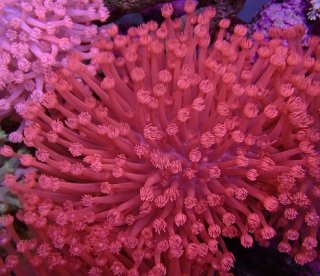 No.6 トンガ産 ハナガササンゴ レッドを買うならアクアスタイル