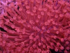 画像2: No.5 トンガ産 ハナガササンゴ レッド (2)