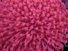 画像2: No.8 トンガ産 ハナガササンゴ レッド (2)